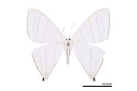 藏品(燕鉤蛾)的圖片